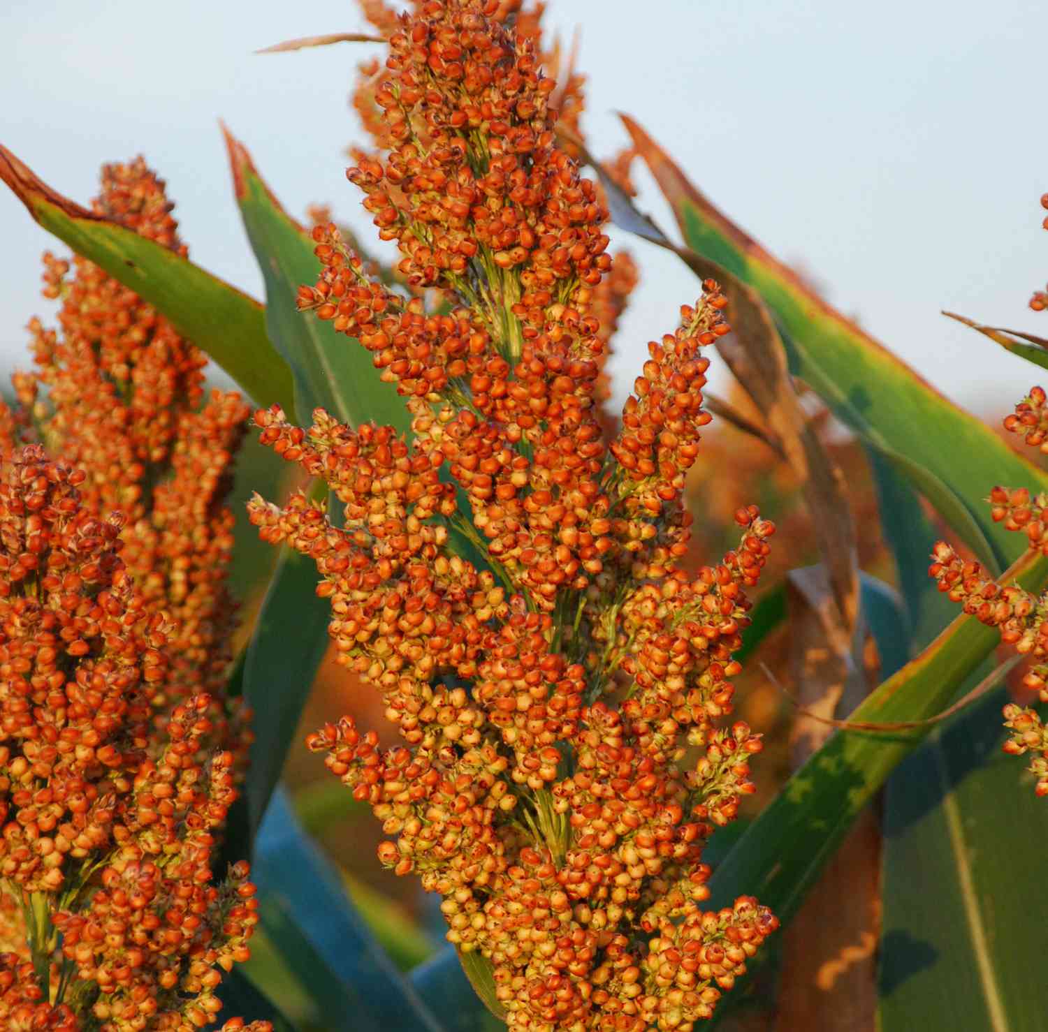 Portrait of Sorghum